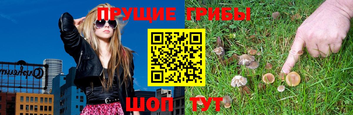 Псилоцибиновые грибы Psilocybe Новошахтинск
